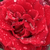Czerwony  - Róża wielkokwiatowa - Hybrid Tea - Barkarole®
